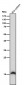 Anti-Histone H3 (acetyl K36) Rabbit Monoclonal Antibody